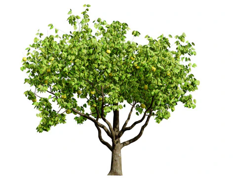 Collezione di alberi di mele cotogne britannici Modello 3D