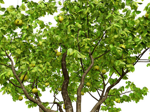 British Quince Tree Collection 3D Модель
