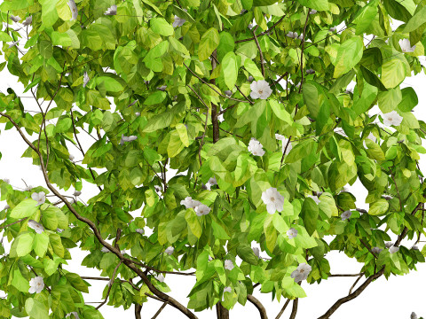 British Quince Tree Collection 3D Модель