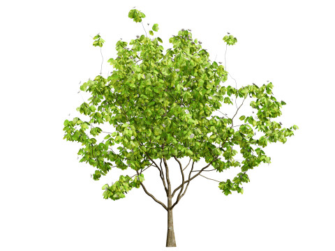 British Quince Tree Collection 3D Модель