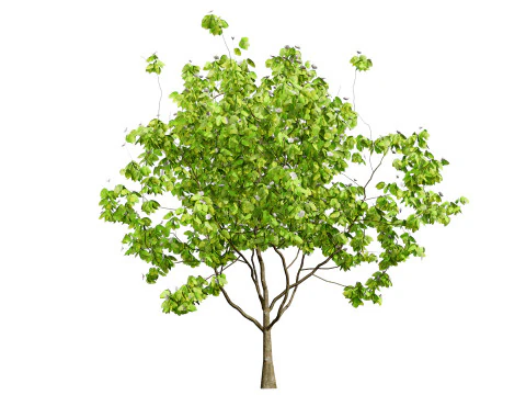 Collezione di alberi di mele cotogne britannici Modello 3D