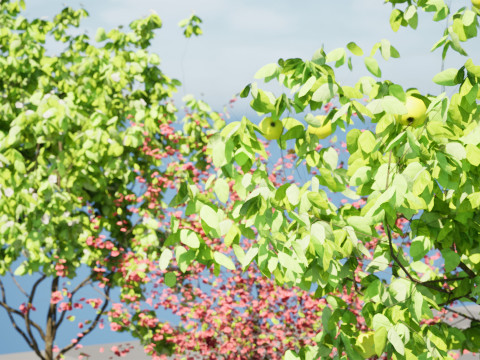 British Quince Tree Collection 3D Модель