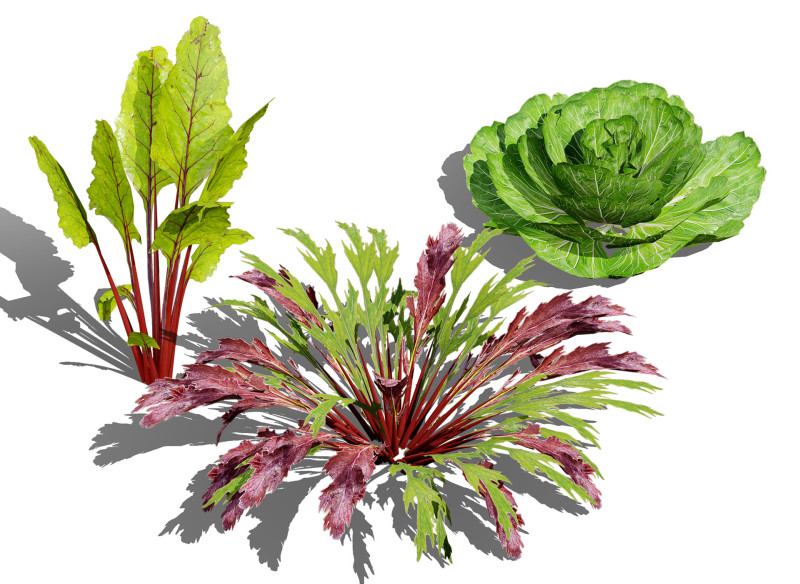 Leafy Green Plants Collection 3D 模型 .c4d .max .obj .3ds .fbx .stl .blend