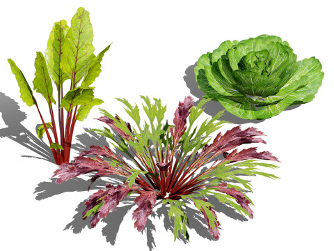 Leafy Green Plants Collection Model 3D