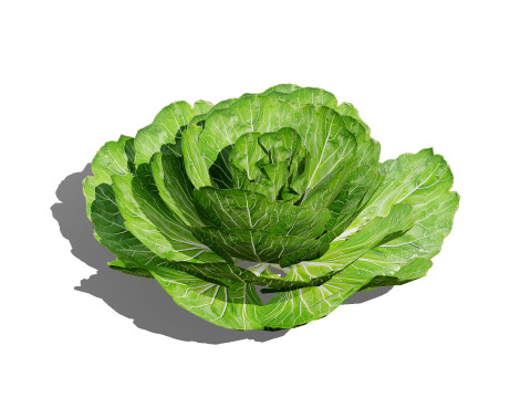 Leafy Green Plants Collection 3D 模型