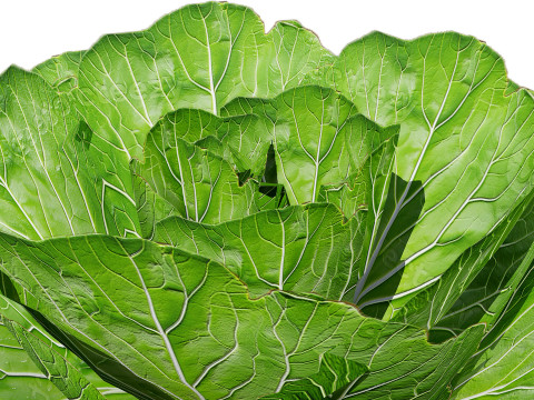 Leafy Green Plants Collection 3D 模型