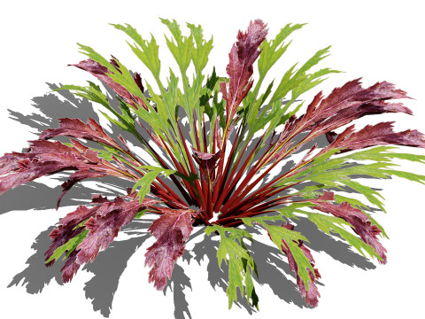 Leafy Green Plants Collection 3D 模型