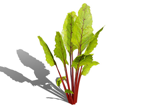 Leafy Green Plants Collection 3D 模型