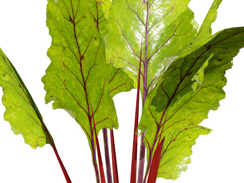 Leafy Green Plants Collection 3D 模型
