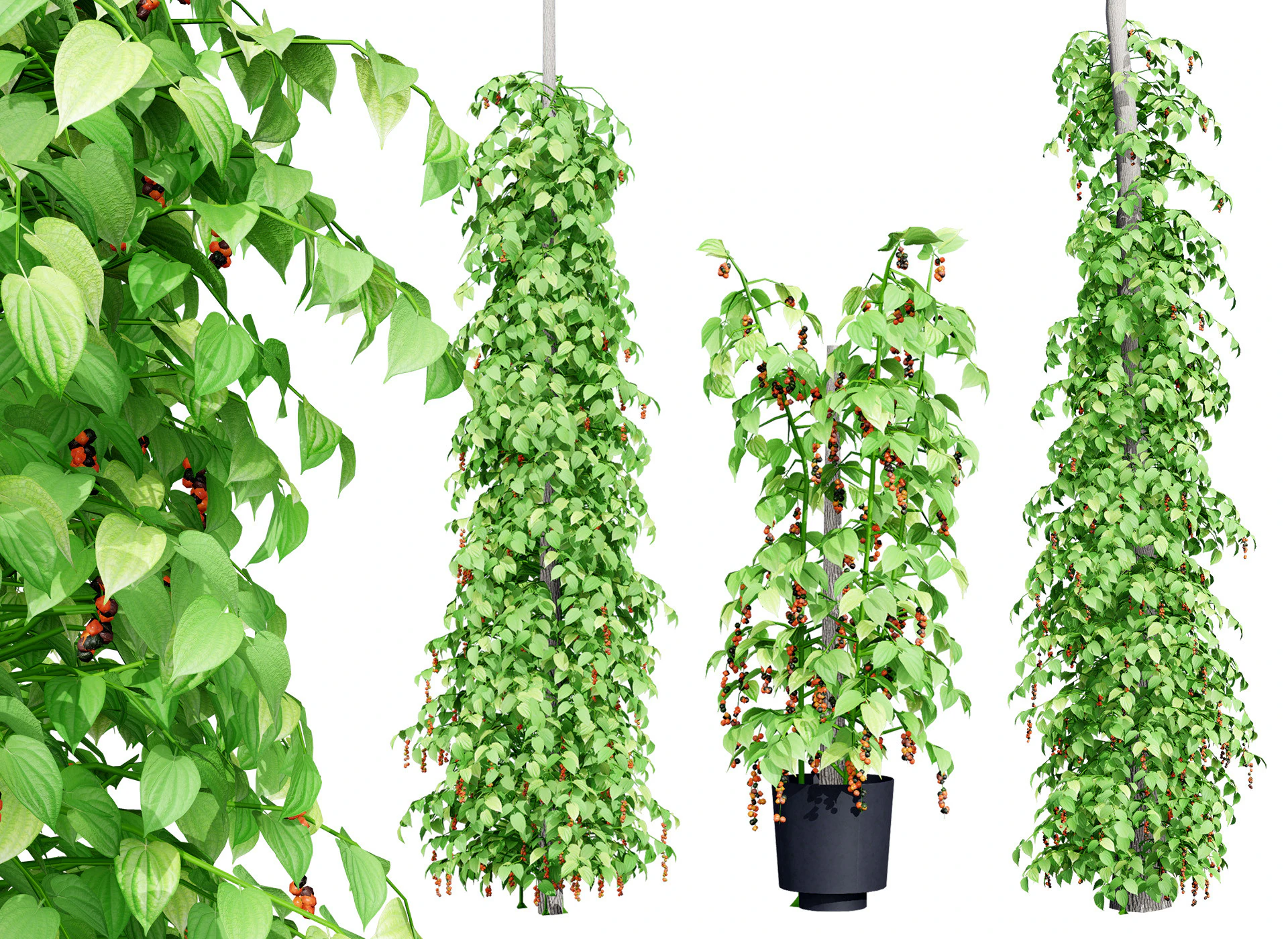 South African Black Pepper Vine 3D Model .c4d .max .obj .3ds .fbx .stl .blend 