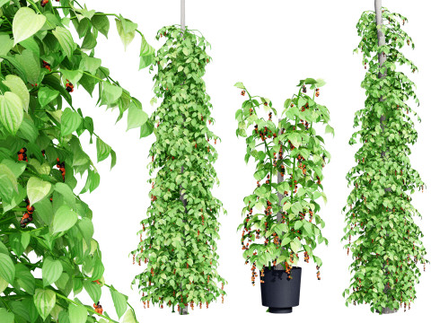 South African Black Pepper Vine Modello 3D