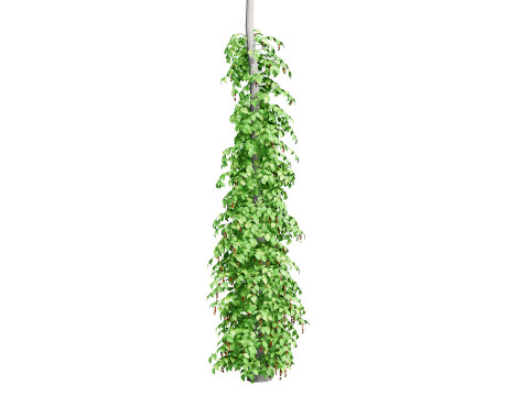 South African Black Pepper Vine 3D Model