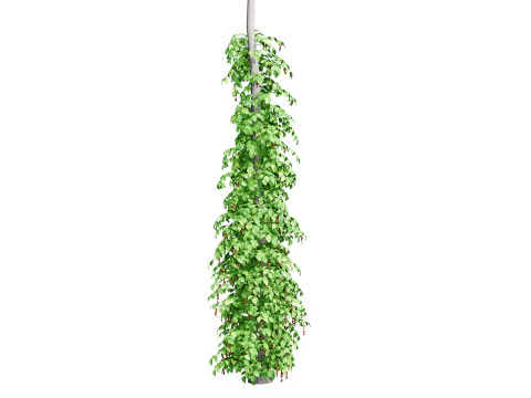 South African Black Pepper Vine 3D Model