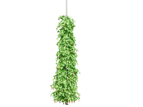 South African Black Pepper Vine 3D Model