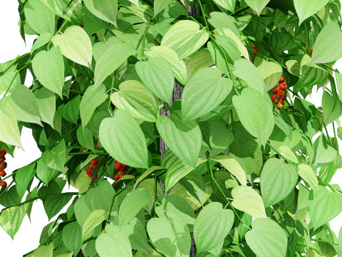 South African Black Pepper Vine 3D Model
