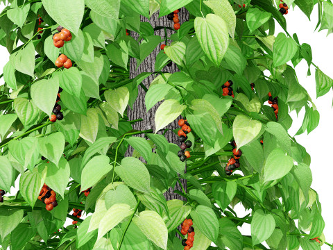 South African Black Pepper Vine 3D Model