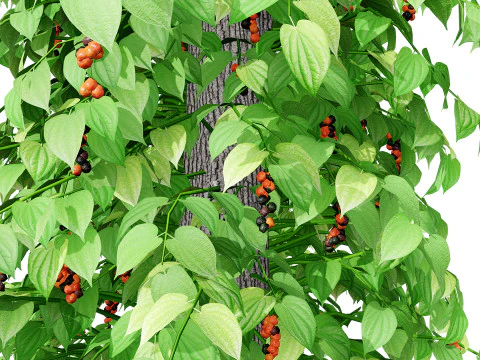 South African Black Pepper Vine 3D Model
