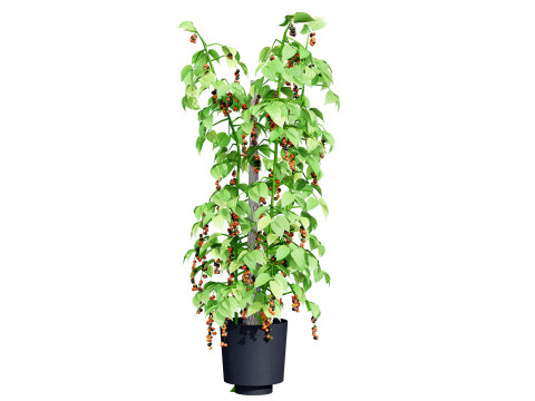 South African Black Pepper Vine 3D Model