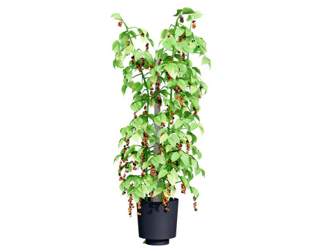 South African Black Pepper Vine 3D Model