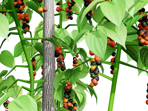 South African Black Pepper Vine 3D Model