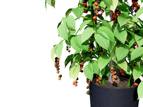 South African Black Pepper Vine 3D Model
