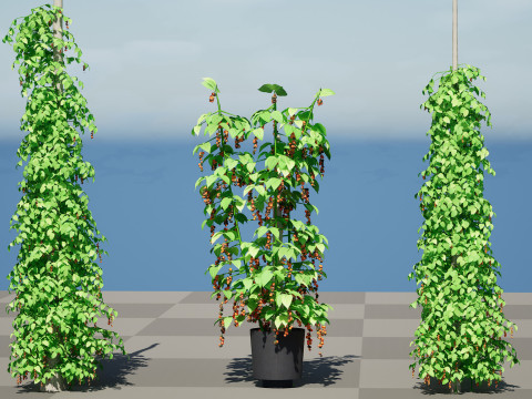 South African Black Pepper Vine 3D Model