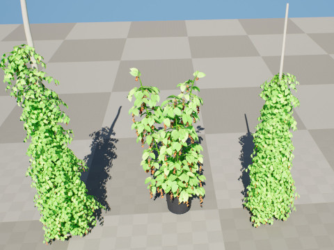 South African Black Pepper Vine 3D Model