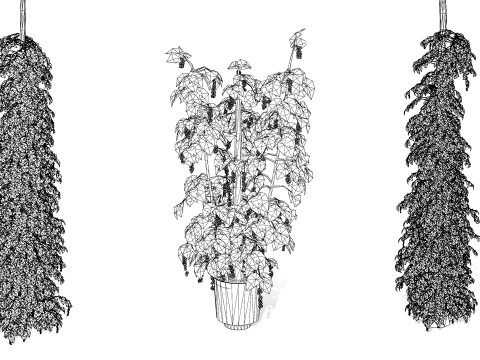 South African Black Pepper Vine 3D Model