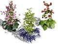 British Hellebores 3D Plant Collection 3D Model