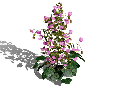 British Hellebores 3D Plant Collection 3D Model