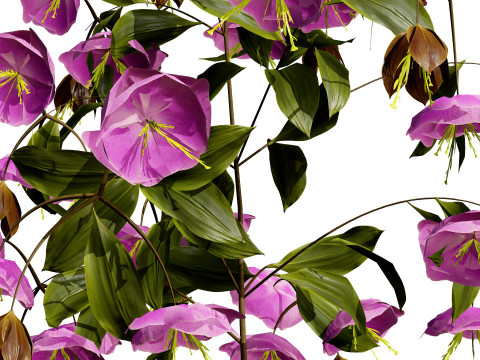 British Hellebores 3D Plant Collection 3D 模型