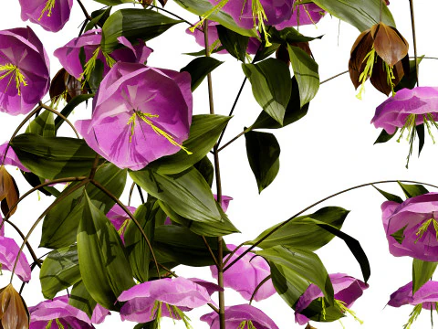British Hellebores 3D Plant Collection 3D Model