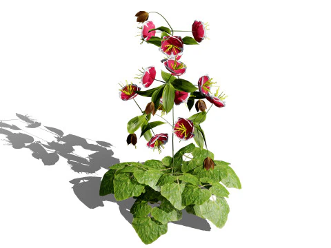 British Hellebores 3D Plant Collection 3D Model