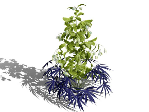 British Hellebores 3D Plant Collection 3D Model
