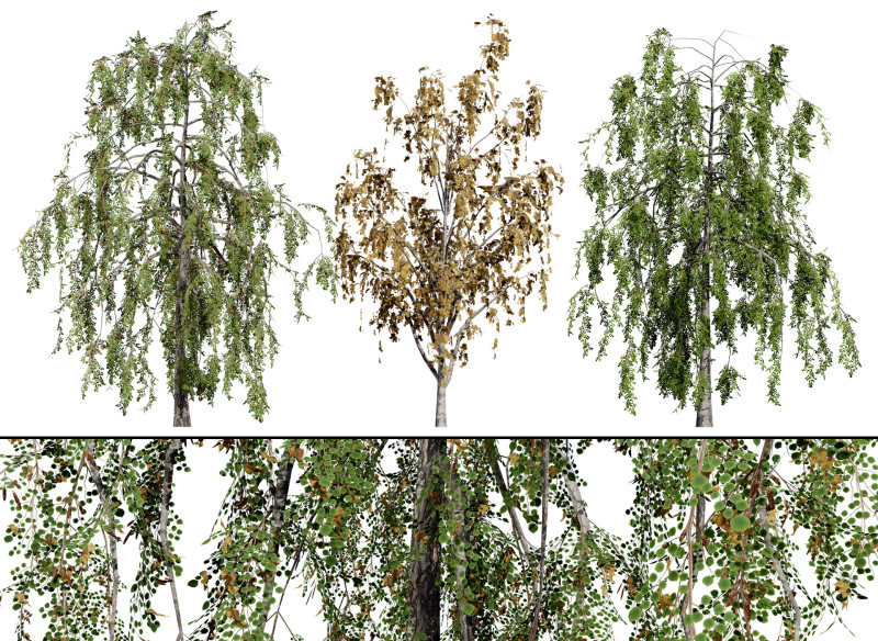 British Weeping Birch Pack 3D 모델 .c4d .max .obj .3ds .fbx .stl .blend
