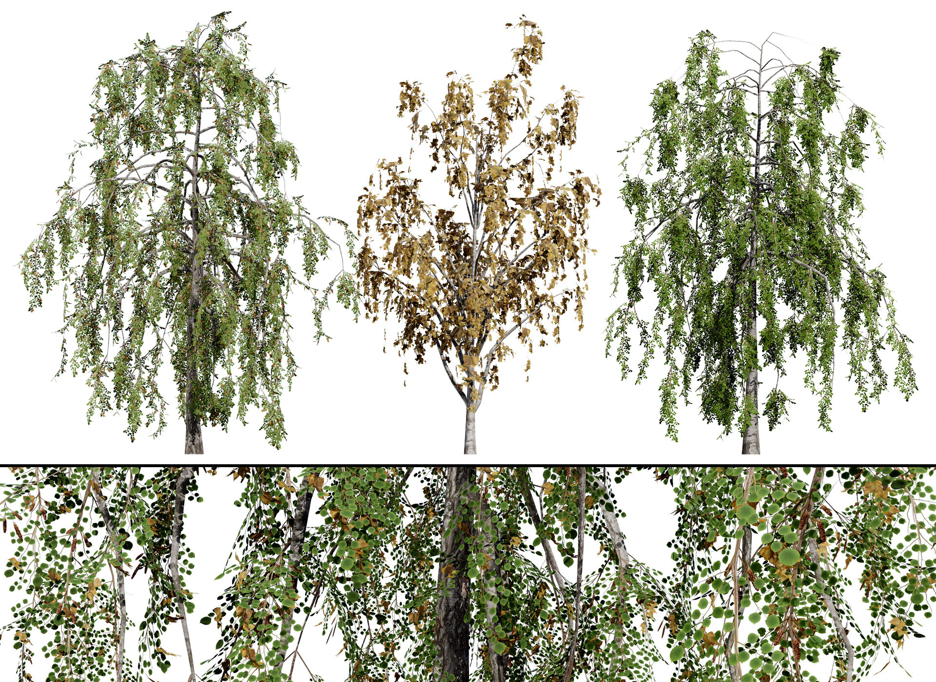 British Weeping Birch Pack 3D Model .c4d .max .obj .3ds .fbx .stl .blend 