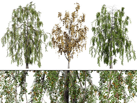 British Weeping Birch Pack Modelo 3D