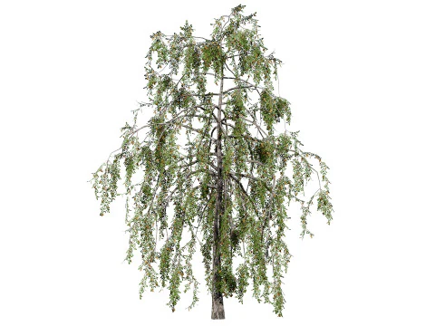 British Weeping Birch Pack 3D Model
