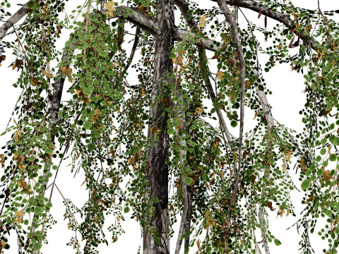 British Weeping Birch Pack 3D Model