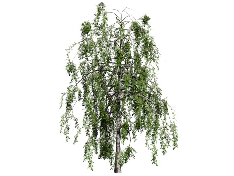 British Weeping Birch Pack 3D Model