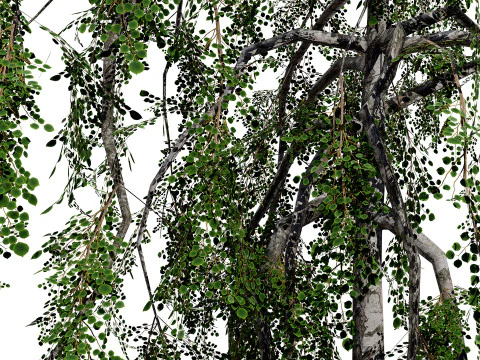 British Weeping Birch Pack 3D Model