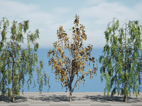 British Weeping Birch Pack 3D 모델