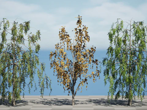 British Weeping Birch Pack 3D Model