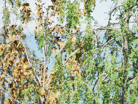 British Weeping Birch Pack 3D 모델