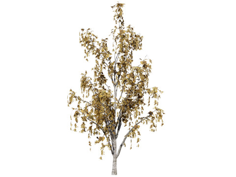 British Weeping Birch Pack 3D 모델