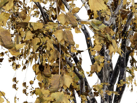 British Weeping Birch Pack 3D Model