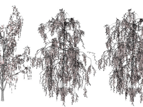 British Weeping Birch Pack 3D 모델