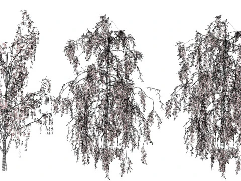 British Weeping Birch Pack 3D Model