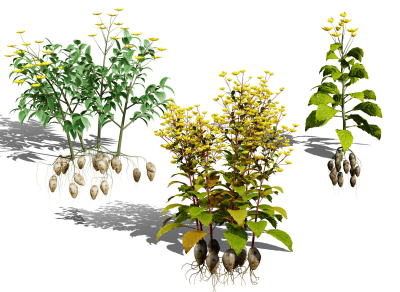 Jerusalem Artichoke Pack 3D 模型 .c4d .max .obj .3ds .fbx .stl .blend 