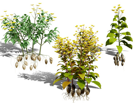 Jerusalem Artichoke Pack Modèle 3D